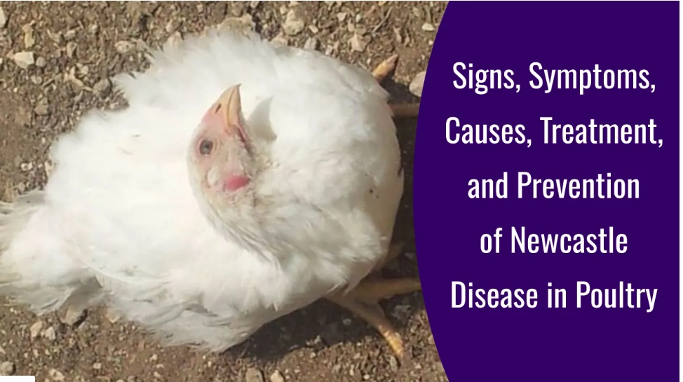 newcastle disease